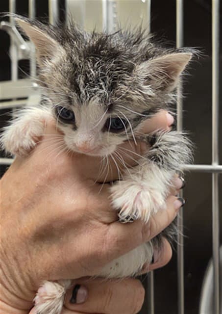 Mei Mei - Domestic Short Hair