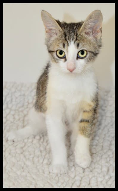 Mei Mei - Domestic Short Hair