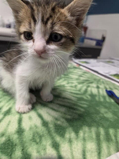 Manny - Domestic Short Hair