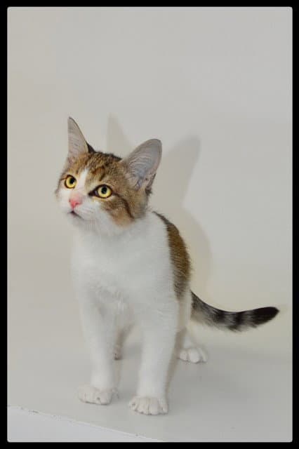 Manny - Domestic Short Hair