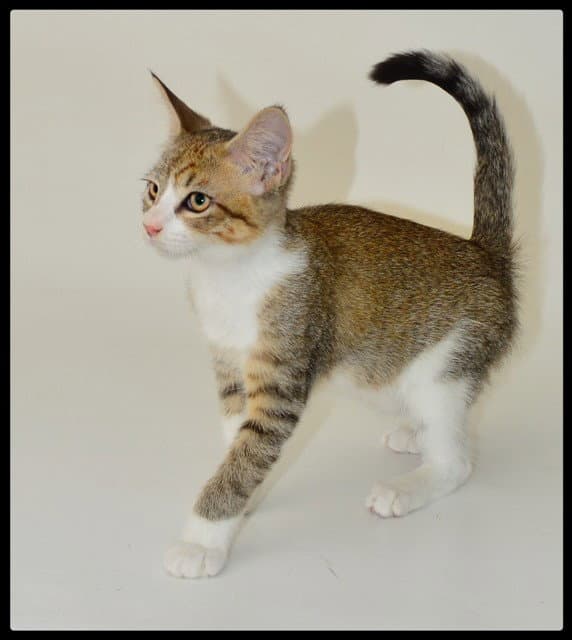 Marley - Domestic Short Hair