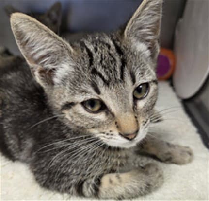 Annie - Domestic Short Hair