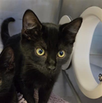 Shadey - Domestic Short Hair