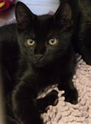 Blossom - Domestic Short Hair
