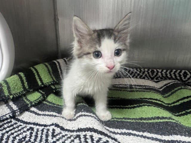 Gideon - Domestic Medium Hair