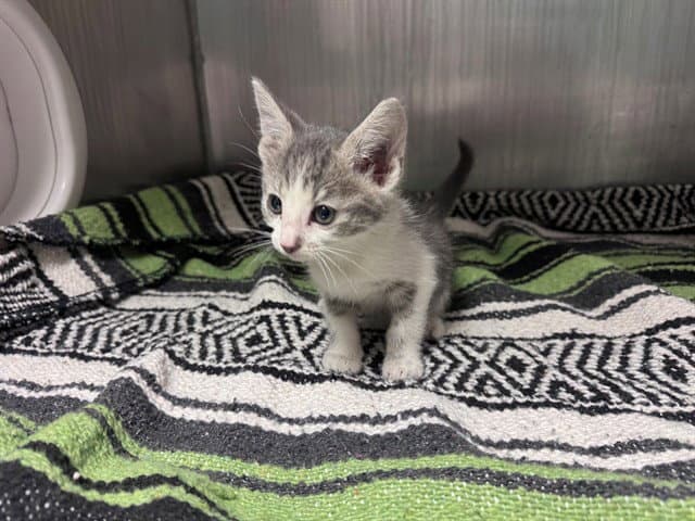Martha - Domestic Short Hair