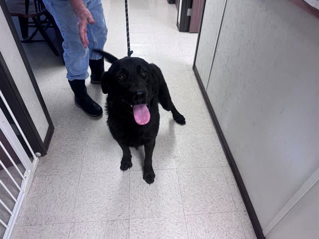 Champ - Labrador Retriever