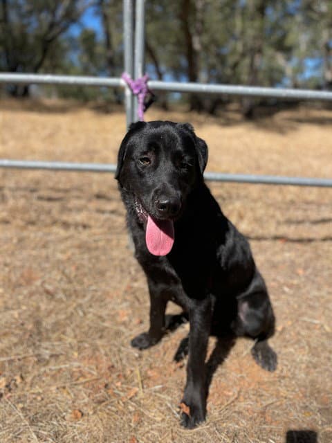 Champ - Labrador Retriever