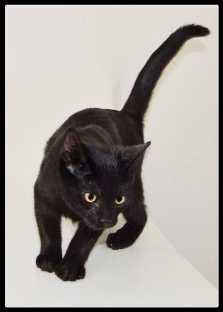 Shadey - Domestic Short Hair