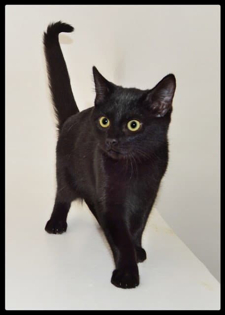 Blossom - Domestic Short Hair