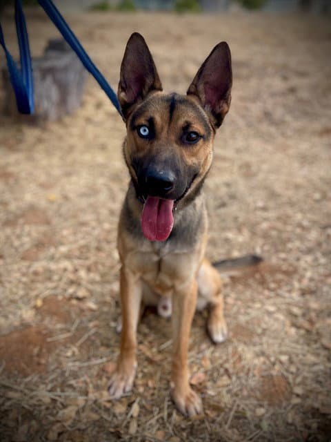 Jonah - German Shepherd Dog