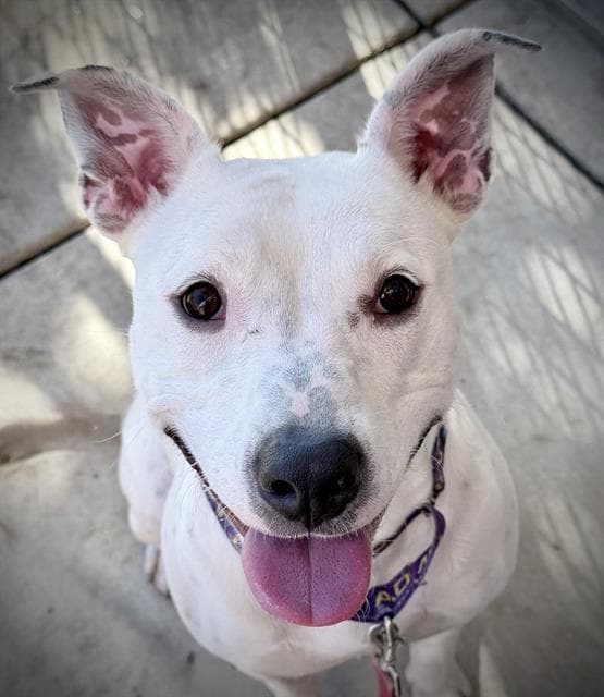 Nova - Dalmatian