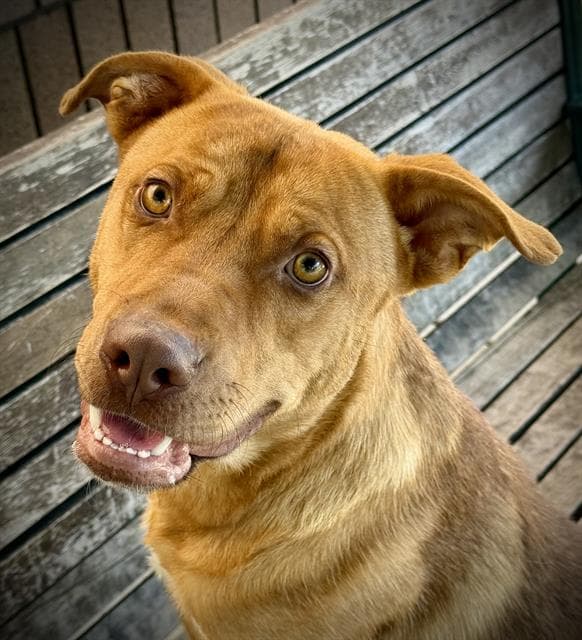 Brody - Labrador Retriever