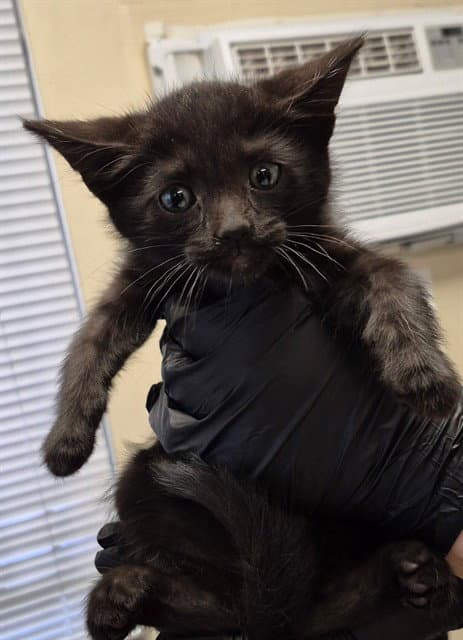 Void - Domestic Short Hair