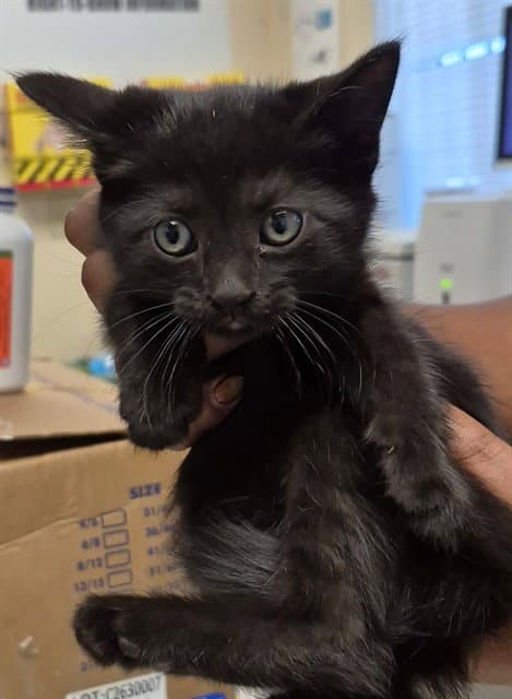Nebula - Domestic Short Hair