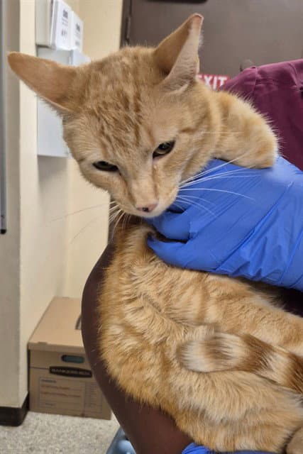 Punky - Domestic Short Hair