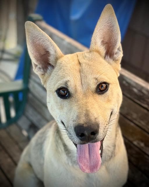 Dixie Pup - Carolina Dog