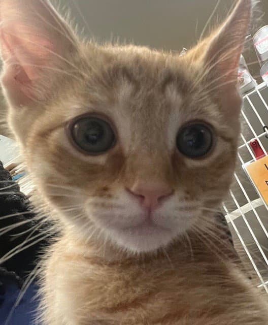 Purrito - Domestic Short Hair