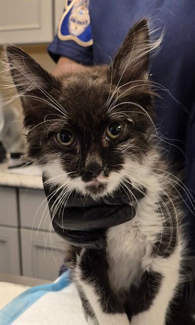 Blossom - Domestic Medium Hair