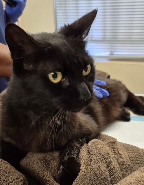 Frankie - Domestic Short Hair