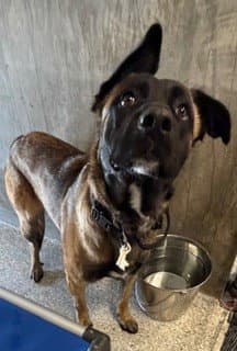 Riley - Belgian Shepherd Malinois