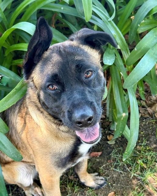 Riley - Belgian Shepherd Malinois
