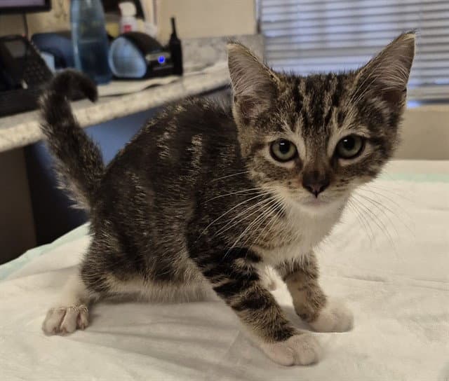 Rigatoni - Domestic Medium Hair