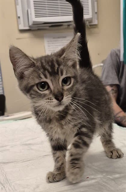 Macaroni - Domestic Medium Hair