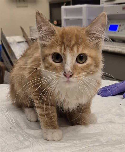 Farfalle - Domestic Medium Hair