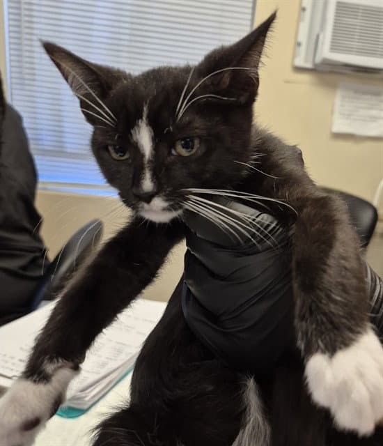 Spaghetti - Domestic Short Hair