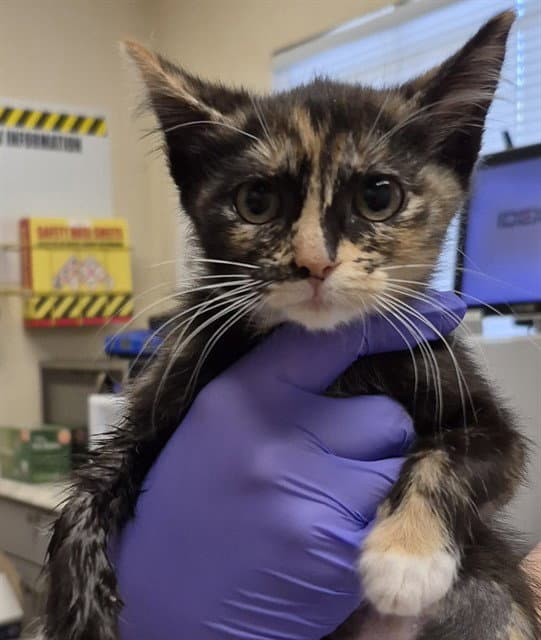 Penne - Domestic Short Hair