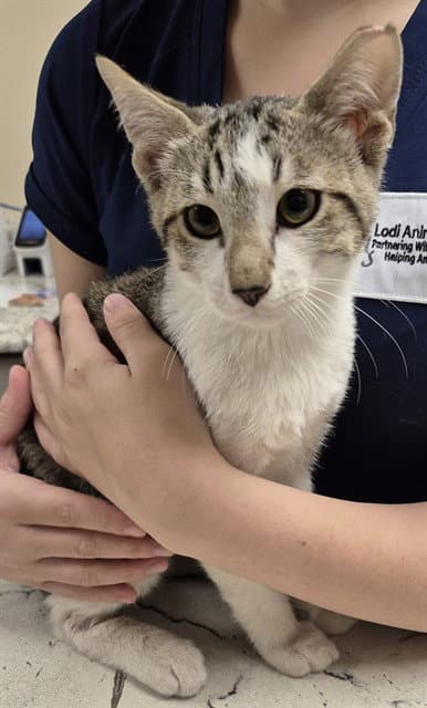 Noodle - Domestic Short Hair
