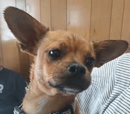 Dennis image 1