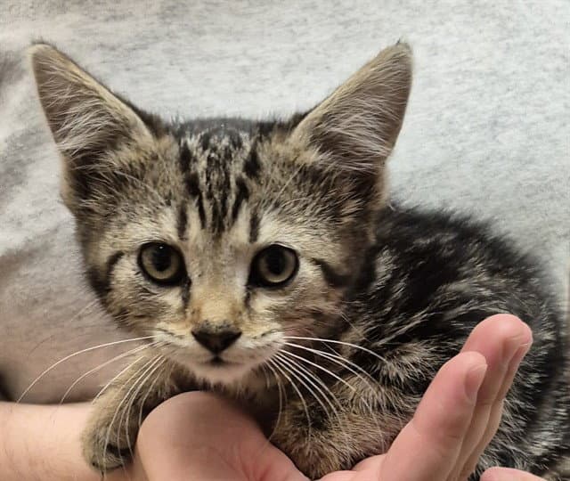 Lilo - Domestic Short Hair