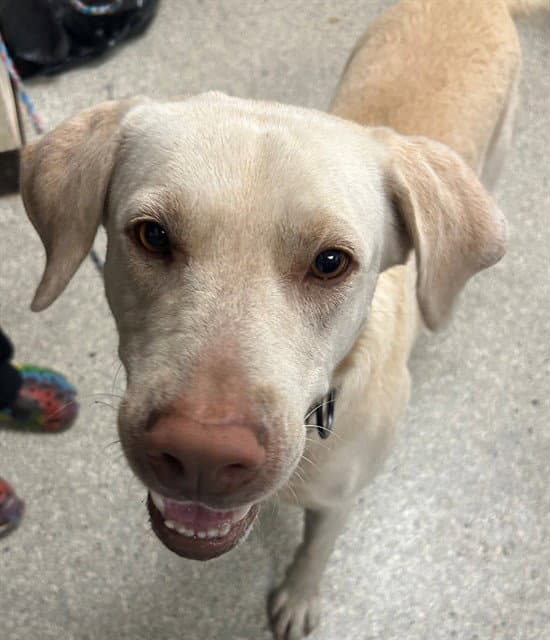 Mallard - Labrador Retriever