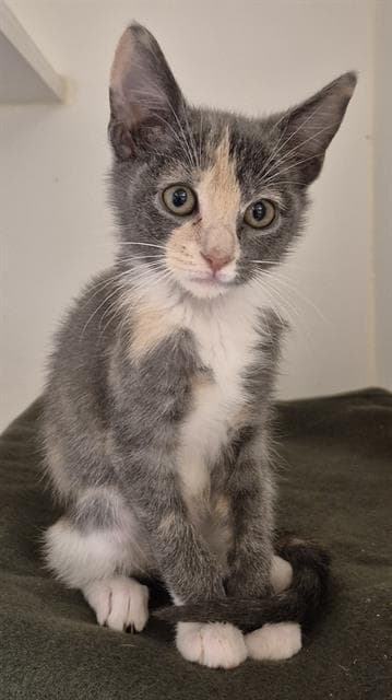 Momo - Domestic Short Hair
