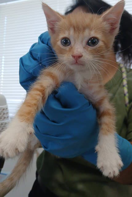 Mo - Domestic Short Hair