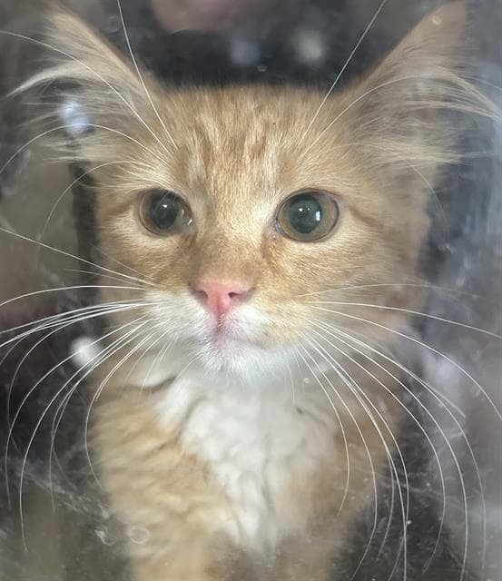 Cheezit - Domestic Medium Hair