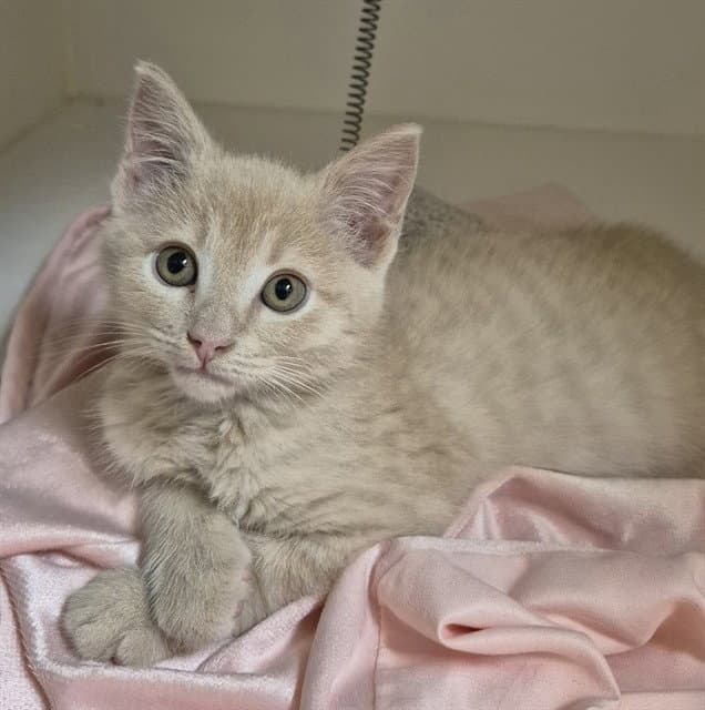 Iris - Domestic Short Hair