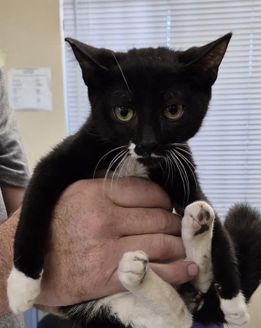 Hal - Domestic Short Hair