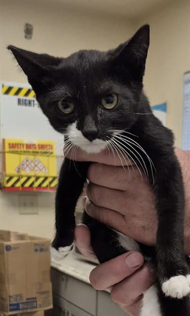Knox - Domestic Short Hair