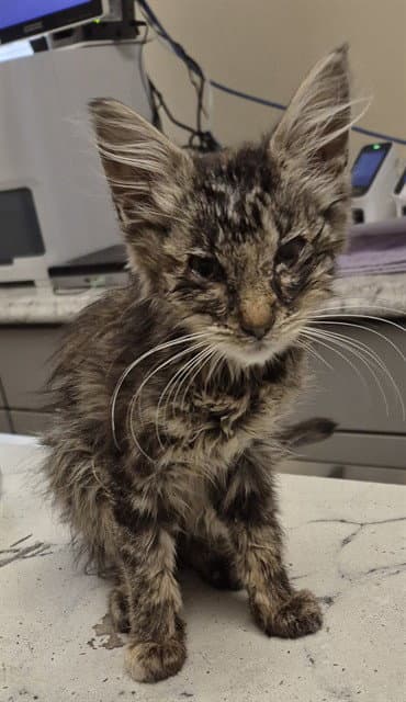 Odette - Domestic Short Hair