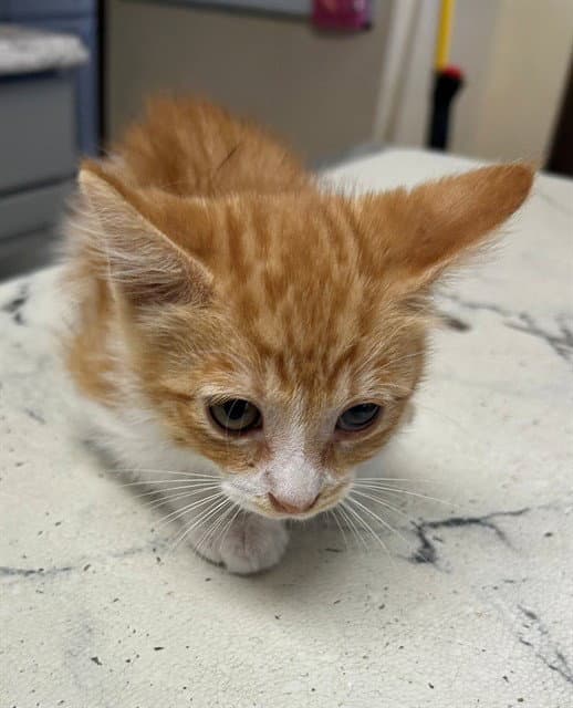 Nick - Domestic Short Hair