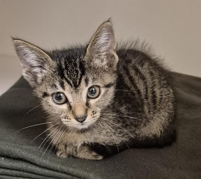 Lucas - Domestic Short Hair