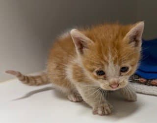 Tangerine - Domestic Short Hair
