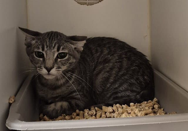 Brooks-Feral - Domestic Short Hair