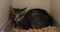 Harper-Feral image 1