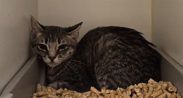 Harper-Feral - Domestic Short Hair