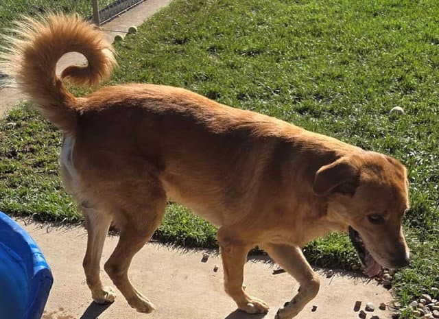 Sir Troy - Labrador Retriever