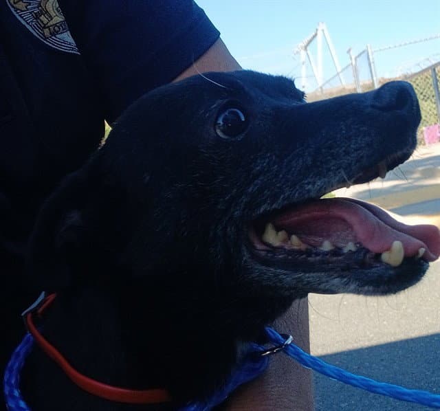 Pepperjack - Patterdale Terrier (Fell Terrier)